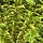 Ligustrum ovalifolium 'Aureum' - Bonte liguster