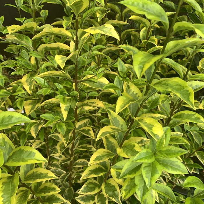 Ligustrum ovalifolium 'Aureum' - Bonte liguster
