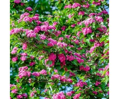 Rode Meidoorn - Crataegus media 'Paul's Scarlet' meerstammig