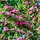 Rode Meidoorn meerstammig - Crataegus media 'Paul's Scarlet' - Copy