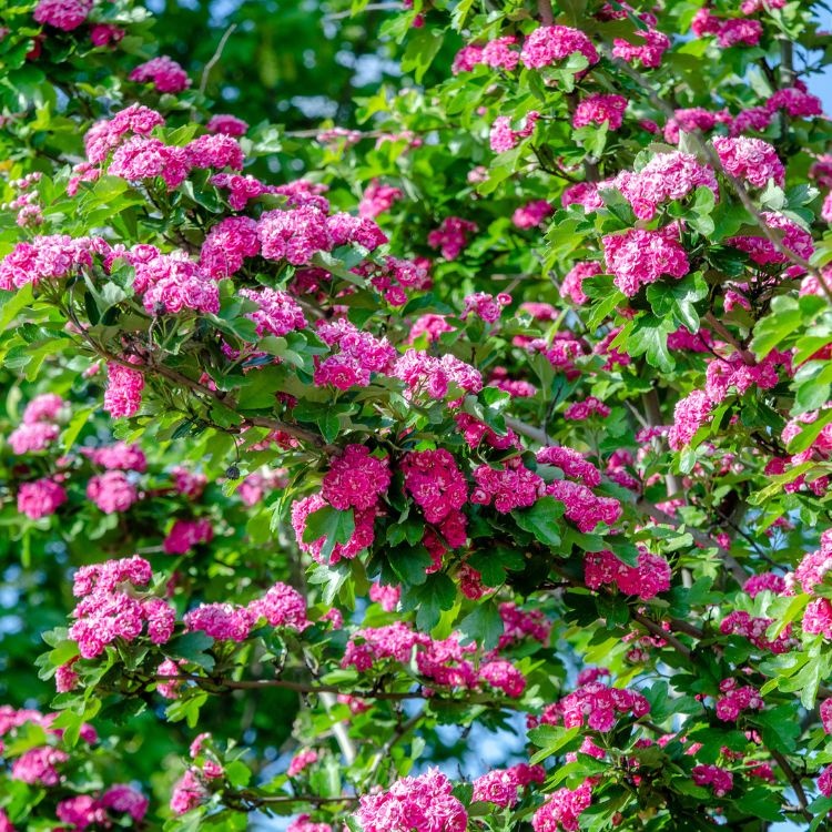 Rode Meidoorn meerstammig - Crataegus media 'Paul's Scarlet' - Copy