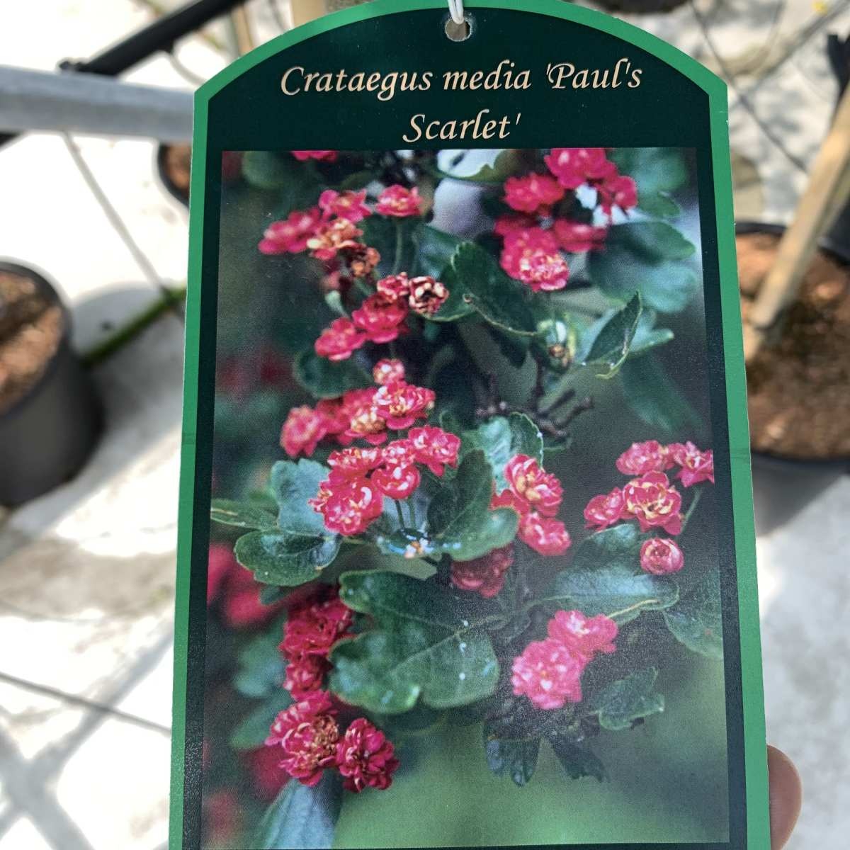 Rode Meidoorn meerstammig - Crataegus media 'Paul's Scarlet' - Copy