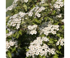 Meidoorn - Crataegus monogyna meerstammig
