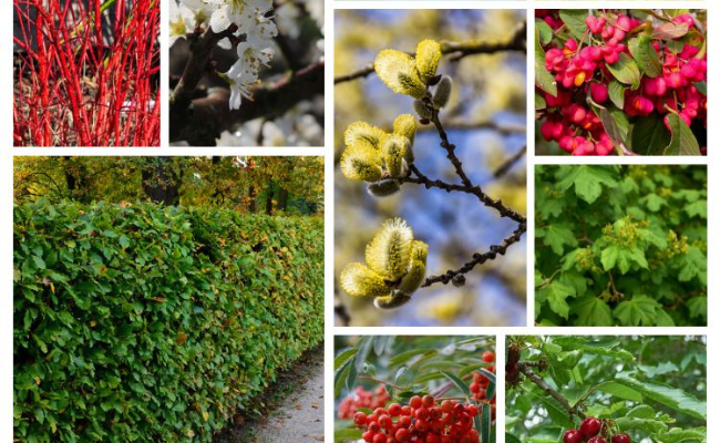 Inheemse plantenpakket