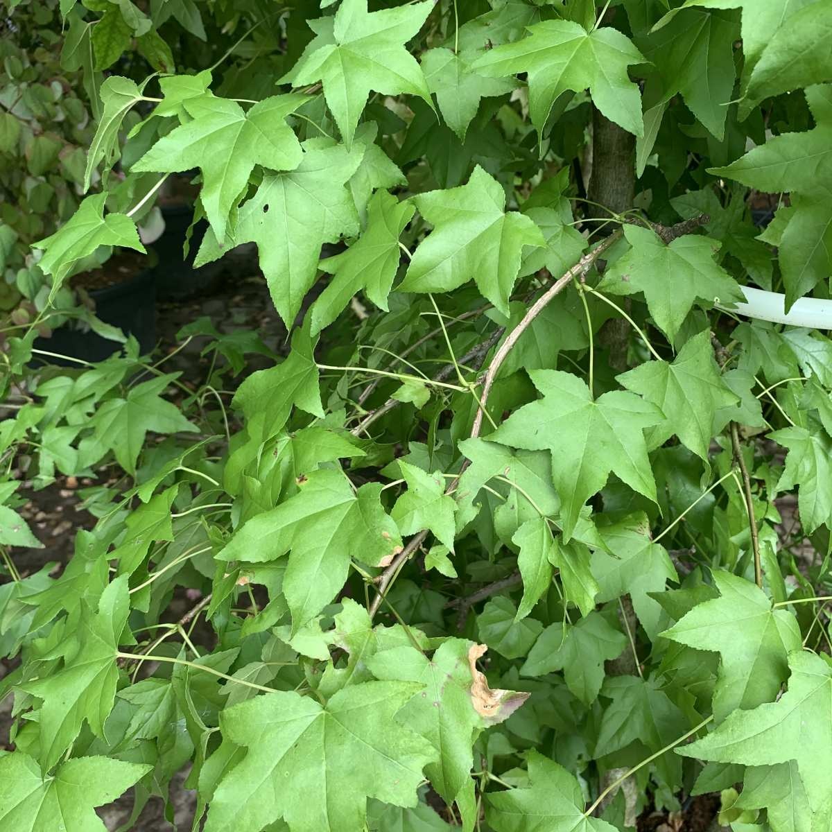 Amberboom - Liquidambar styraciflua beveerd
