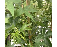 Amberboom - Liquidambar styraciflua beveerd