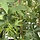 Amberboom - Liquidambar styraciflua beveerd