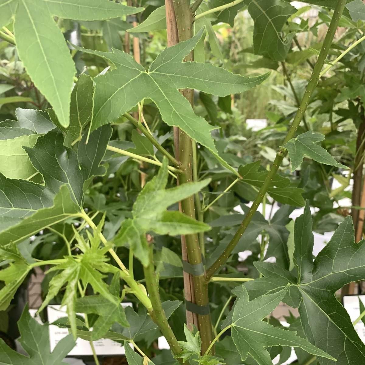 Amberboom - Liquidambar styraciflua beveerd