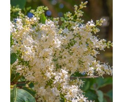 Chinese sering boomvorm - Syringa pekinensis ‘Gimborn’s China Pearl’