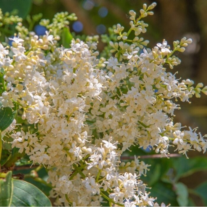 Chinese sering - Syringa pekinensis ‘Gimborn’s China Pearl’