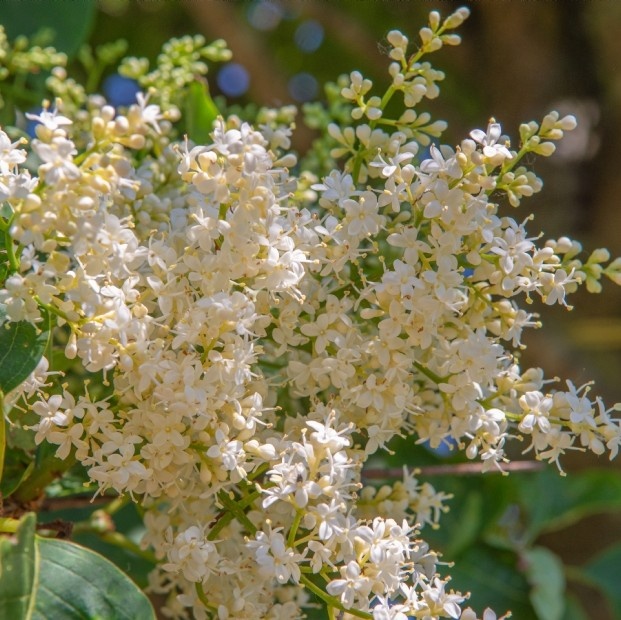 Chinese sering - Syringa pekinensis ‘Gimborn’s China Pearl’