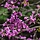 Amerikaanse Judasboom - Cercis canadensis 'Lavender Twist'