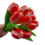 Strauß roter Tulpen r / b (10, 20 oder 30 Stück)