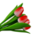 Strauß roter Tulpen r / b (10, 20 oder 30 Stück)