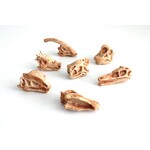 Fossielen dino (set 7 stuks)