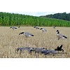 Prodecoys Prodecoys Canadese ganzenlokkers (6)