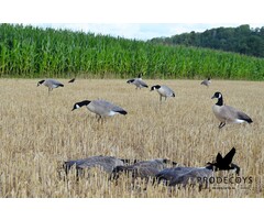 Prodecoys Prodecoys Canadese ganzenlokkers (6)