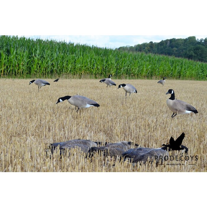Prodecoys Prodecoys Canadese ganzenlokkers (6)