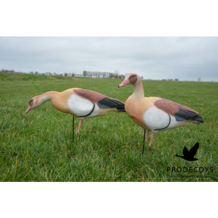 Prodecoys Prodecoys nijlganzen lokkers (12)