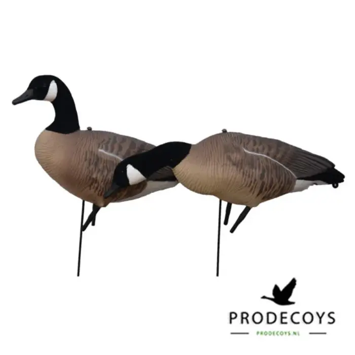 Prodecoys Prodecoys Canadese ganzenlokkers elite (6)