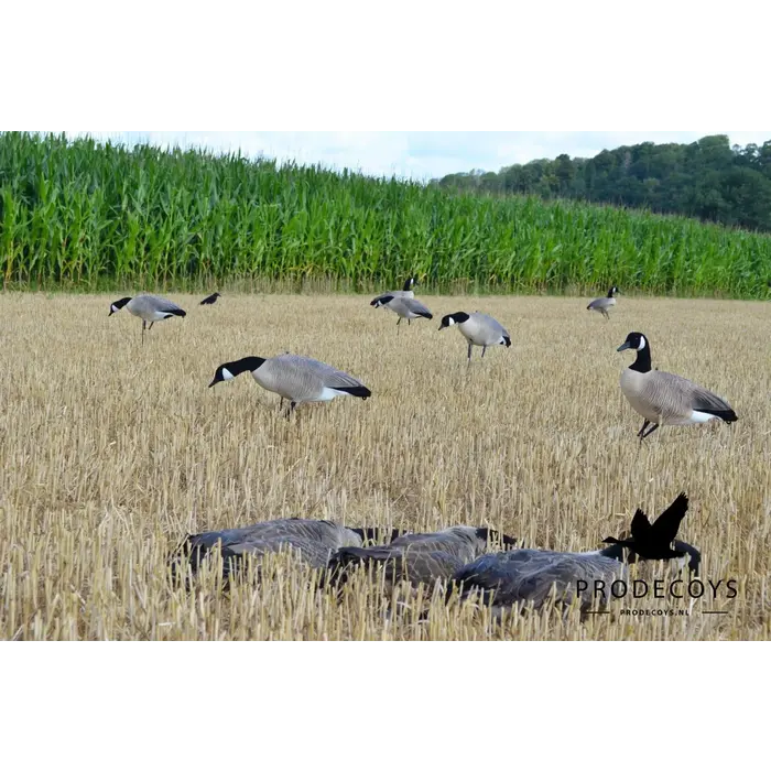 Prodecoys Prodecoys Canadese ganzenlokkers elite (6)