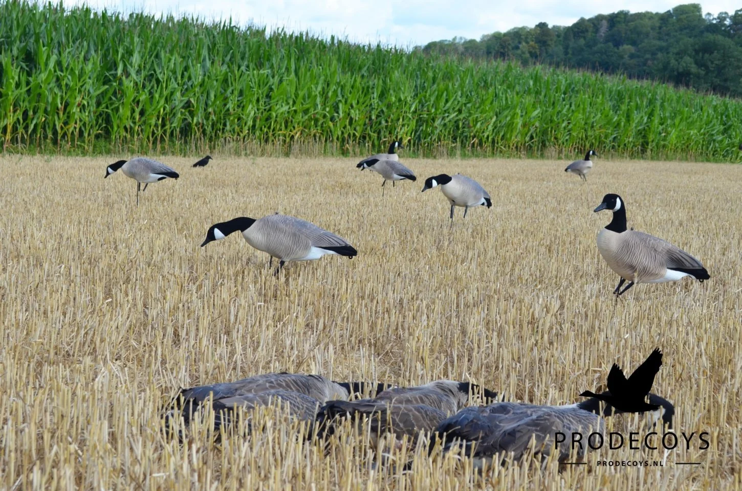 Prodecoys Prodecoys Canadese ganzenlokkers elite (6)
