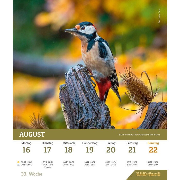 wild und hund wandkalender 2027