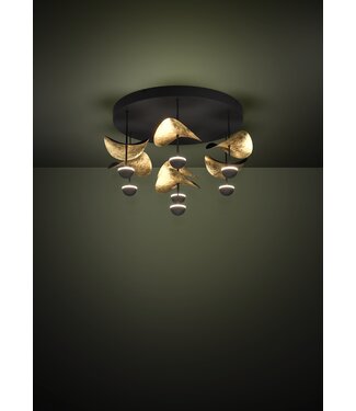 Stars Of Light Dracera Zwart/Goud Dimb. Star