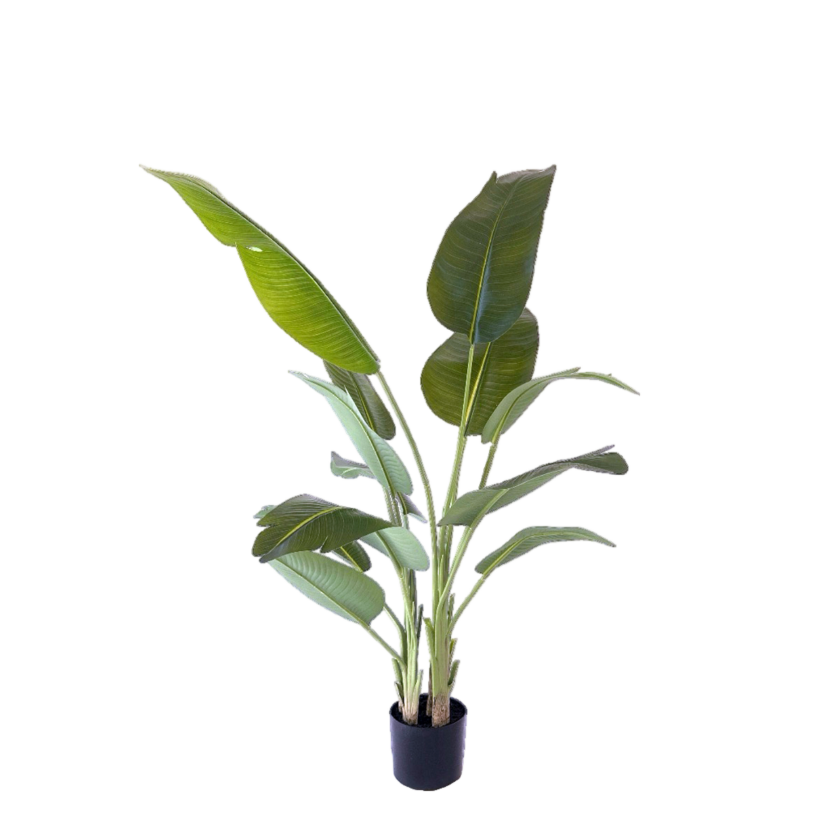 NeverLeafs Kunstplant Strelitzia 200 cm real touch