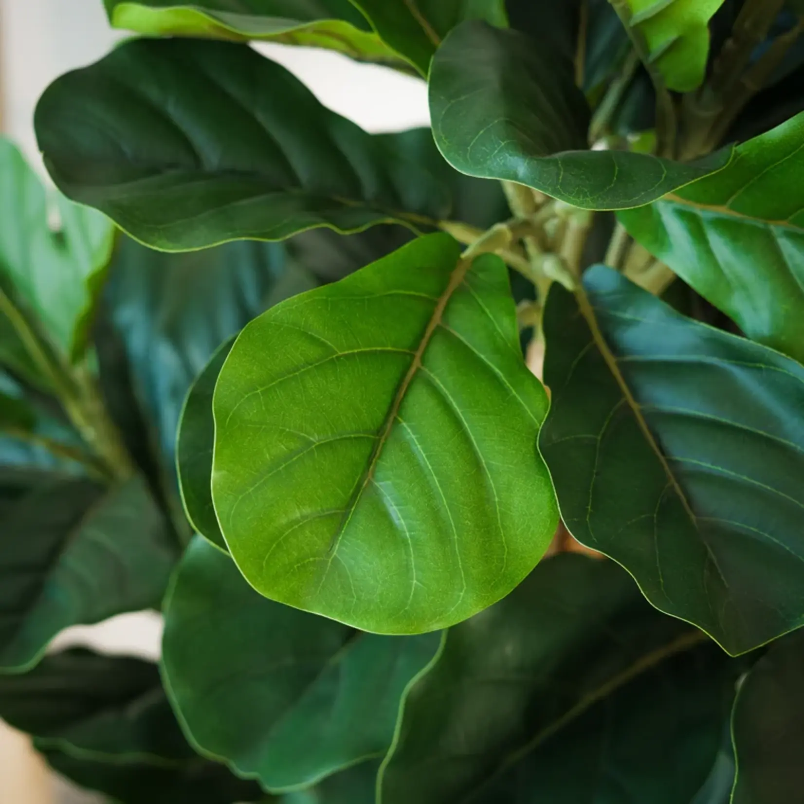 NeverLeafs Kunstplant Fiddle Leaf Fig  160 cm  - Stijlvolle vioolbladplant