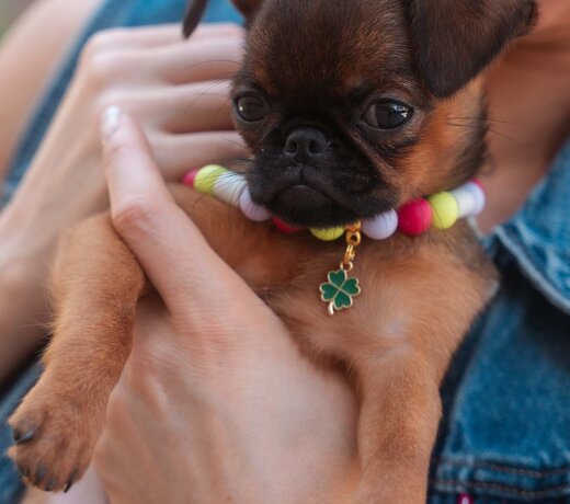 Anti-Teken Halsbanden