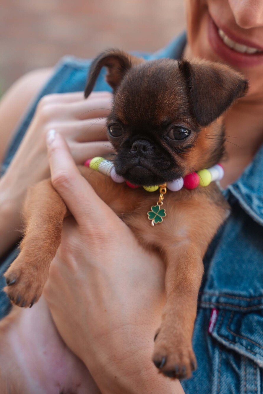 Anti-Teken Halsbanden