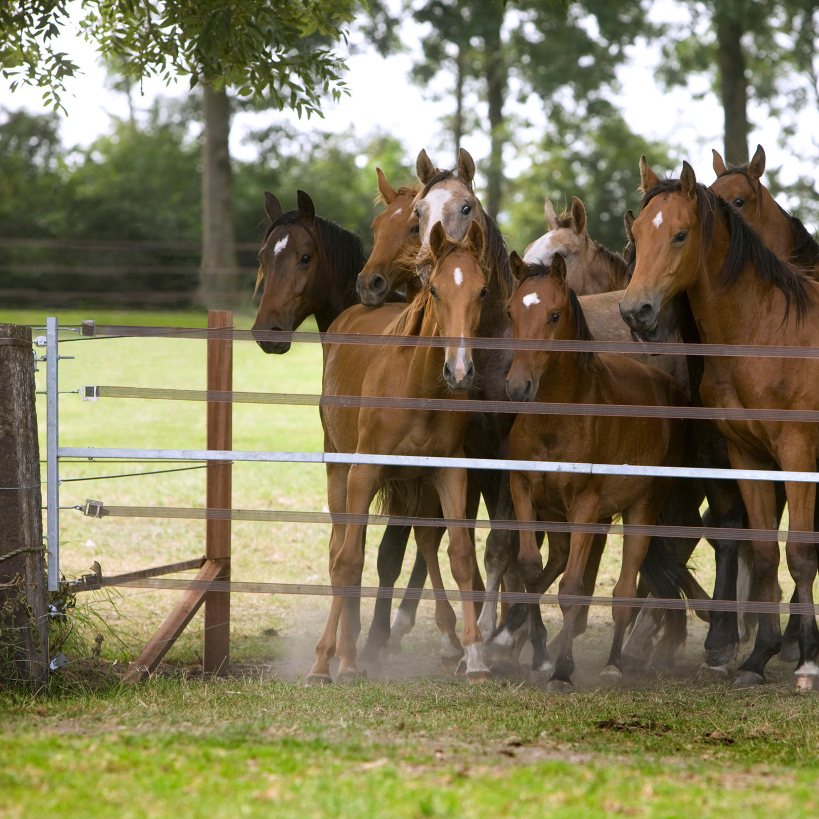 Gallagher Porte électrifiée