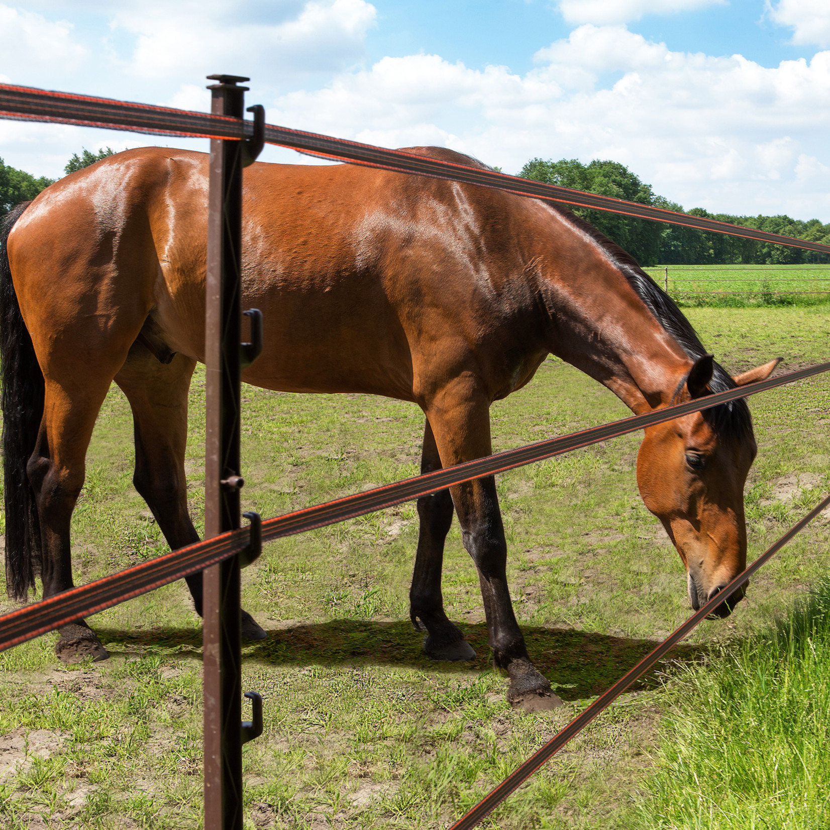 Gallagher Piquet Cheval (terra, 5 pcs)