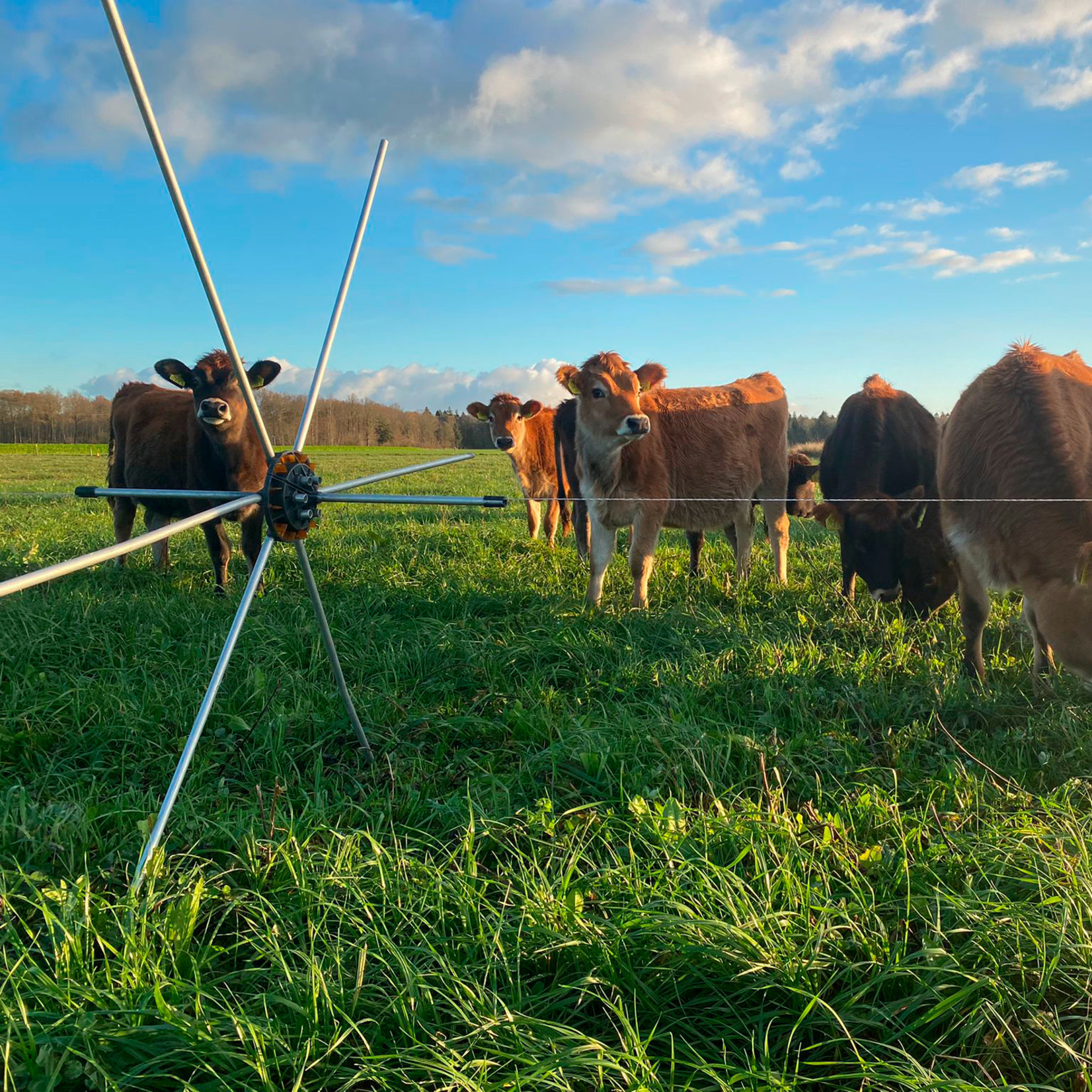 Gallagher Araignée de prairie (5 pcs)