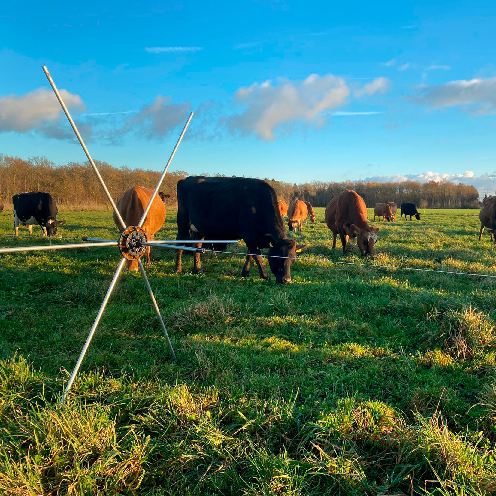 Gallagher Araignée de prairie (5 pcs)