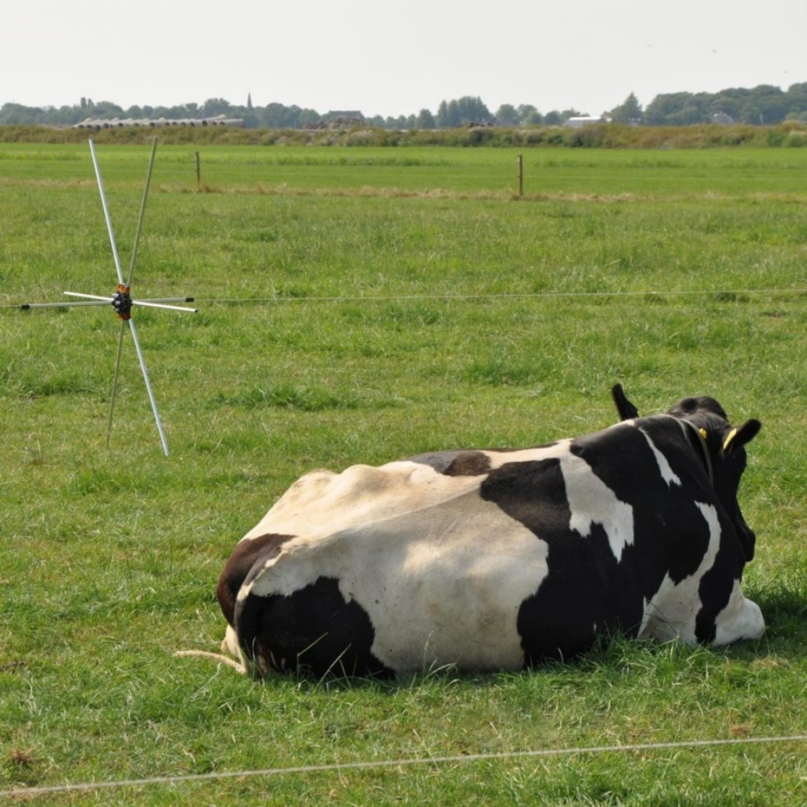 Gallagher Araignée de prairie (5 pcs)