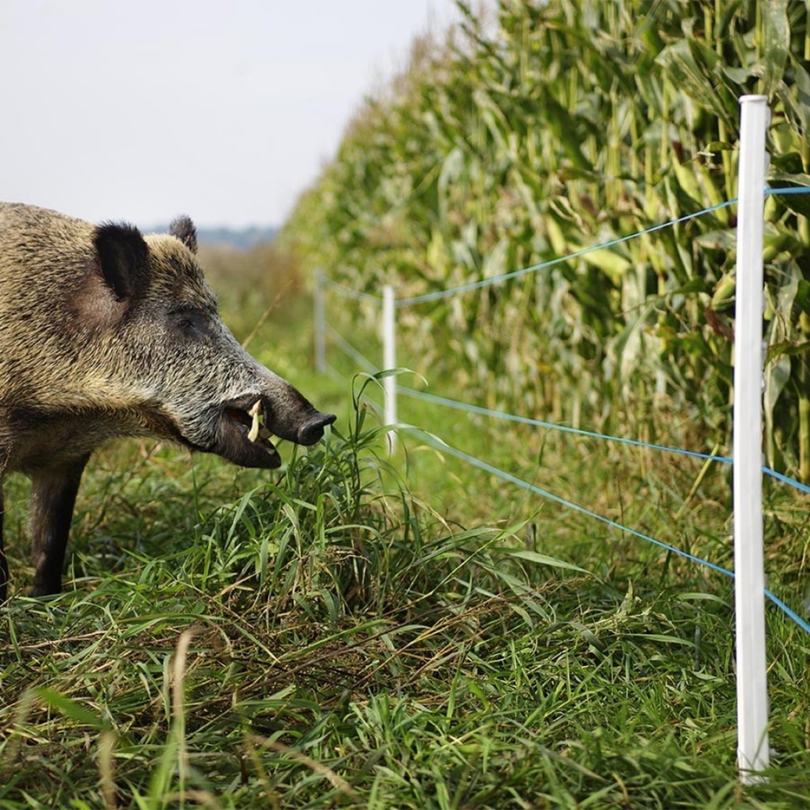 Gallagher Fil clôture électrique bleu 1000m