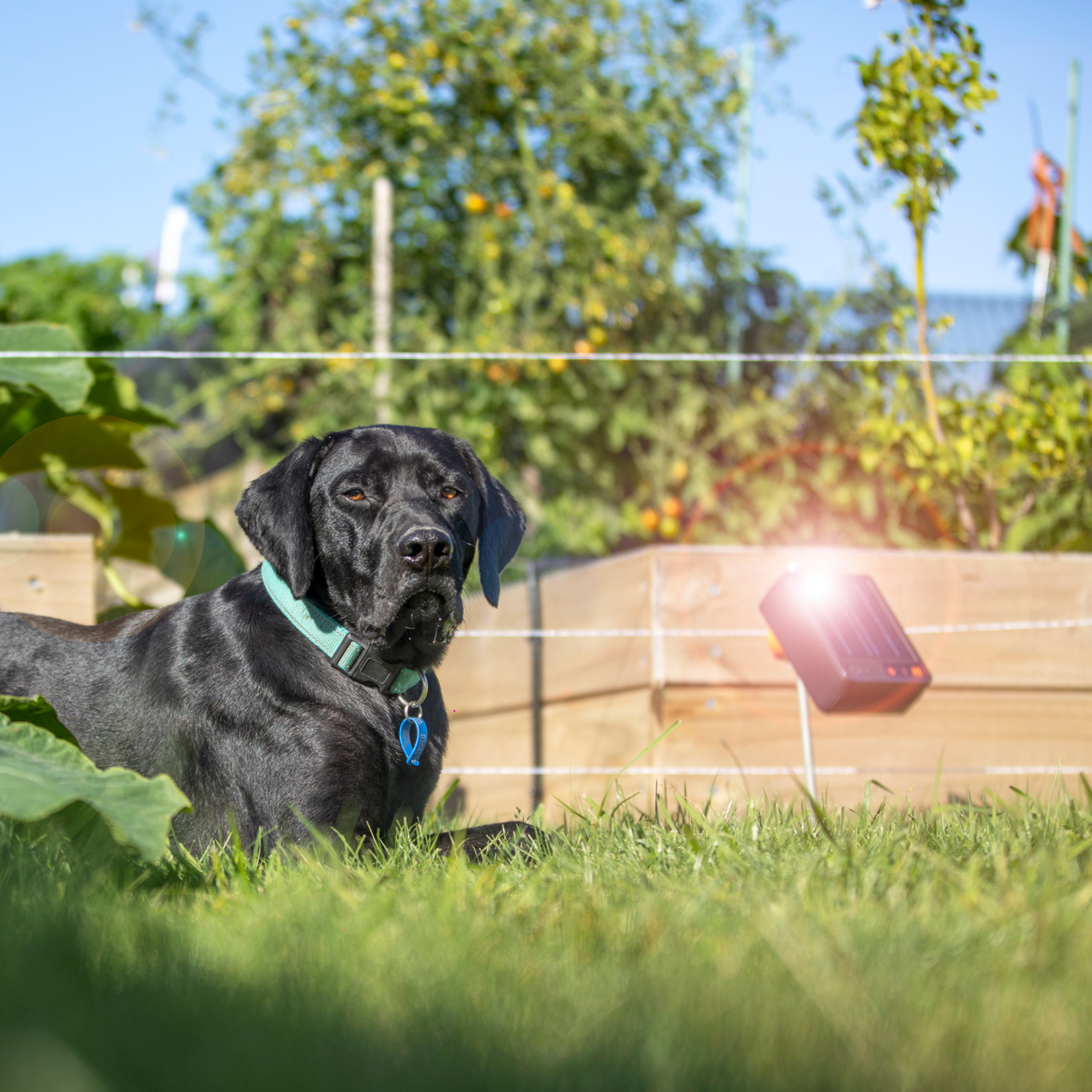 Gallagher  Kit Jardin & Étang S6 Solaire – 50 cm