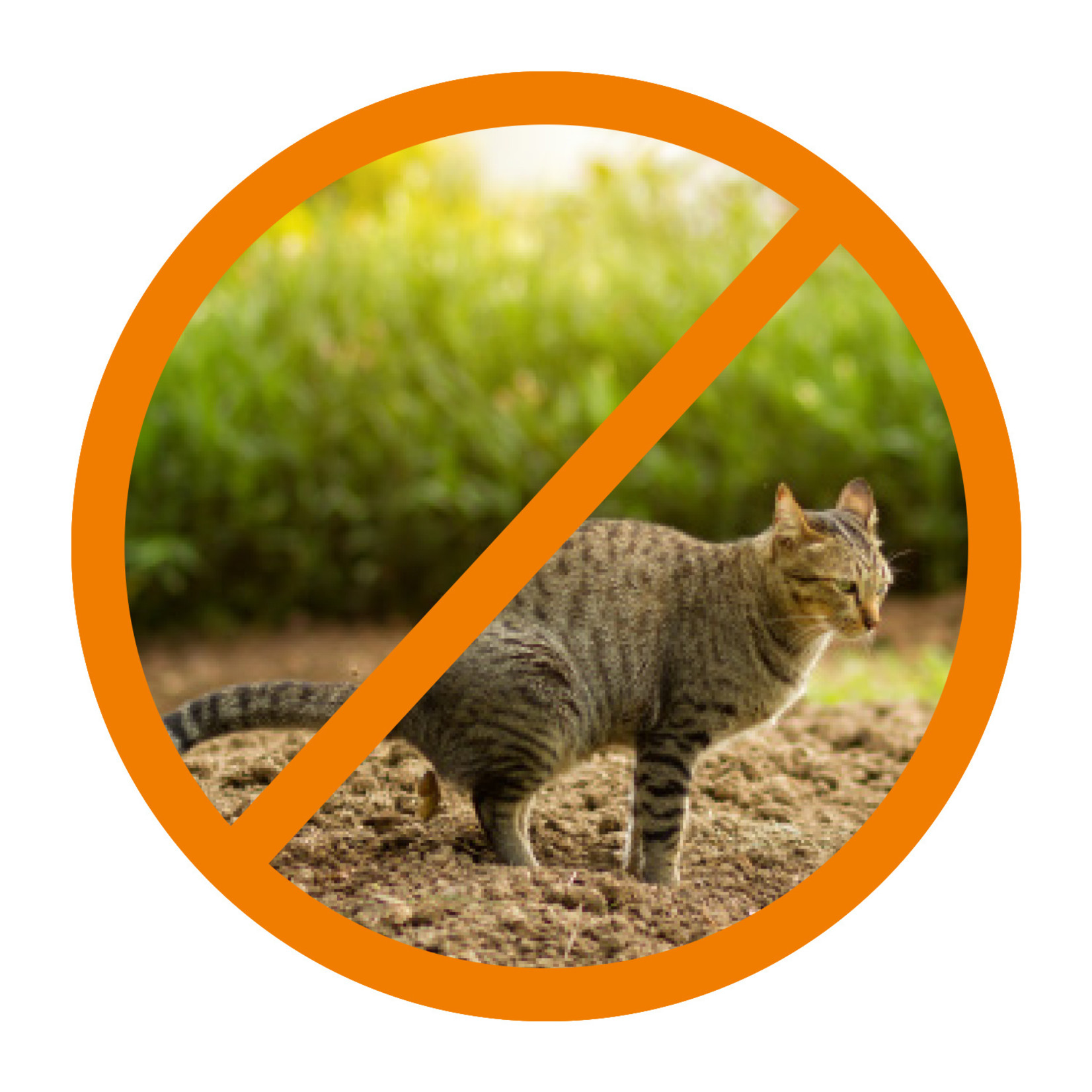 Gallagher  Kit Clôture Chat S6 Solaire – 50 cm