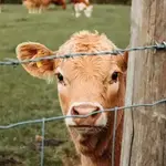 Fil barbelé ou clôture électrique