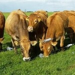 Quelle clôture électrique convient le mieux aux bovins ?