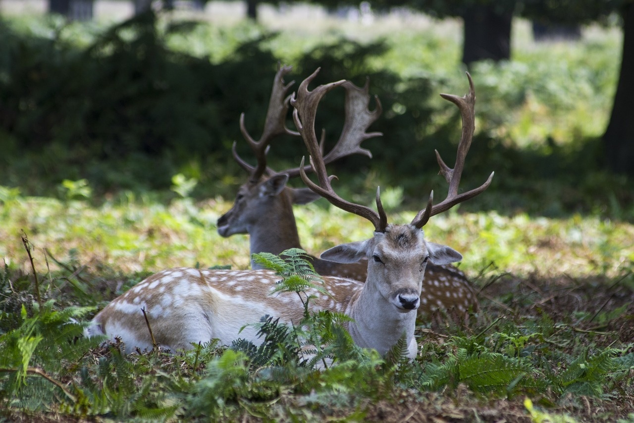 La faune sauvage en France  (comment chaque agriculteur peut agir positivement)