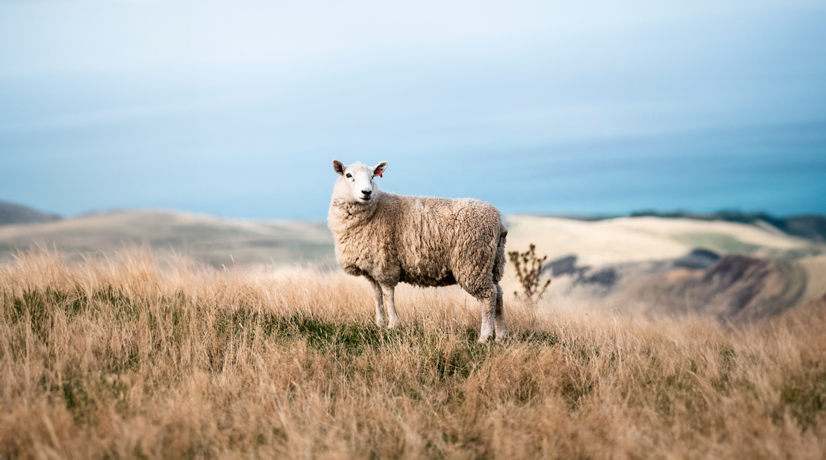 Quelle clôture électrique est la plus adaptée pour les moutons