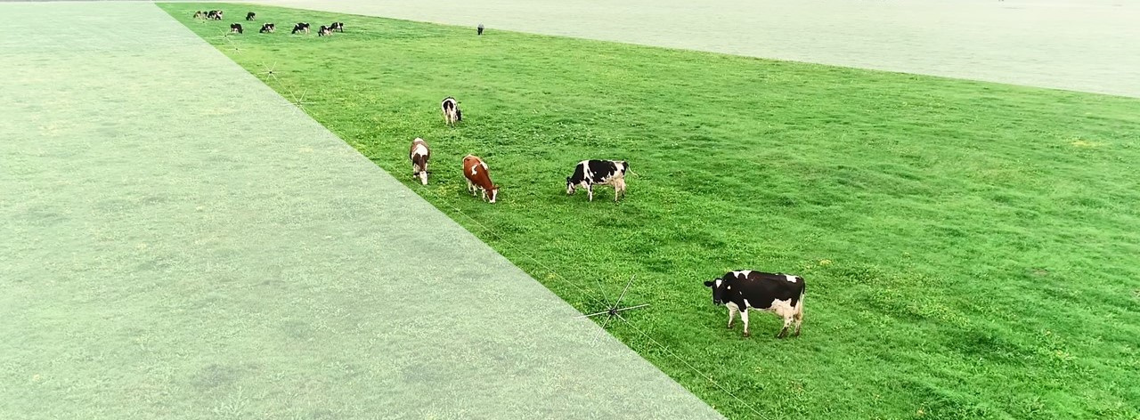Obtenez de meilleurs rendements et des animaux en meilleure santé avec le pâturage en bandes