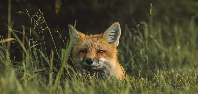 Comment éloigner les renards de votre propriété