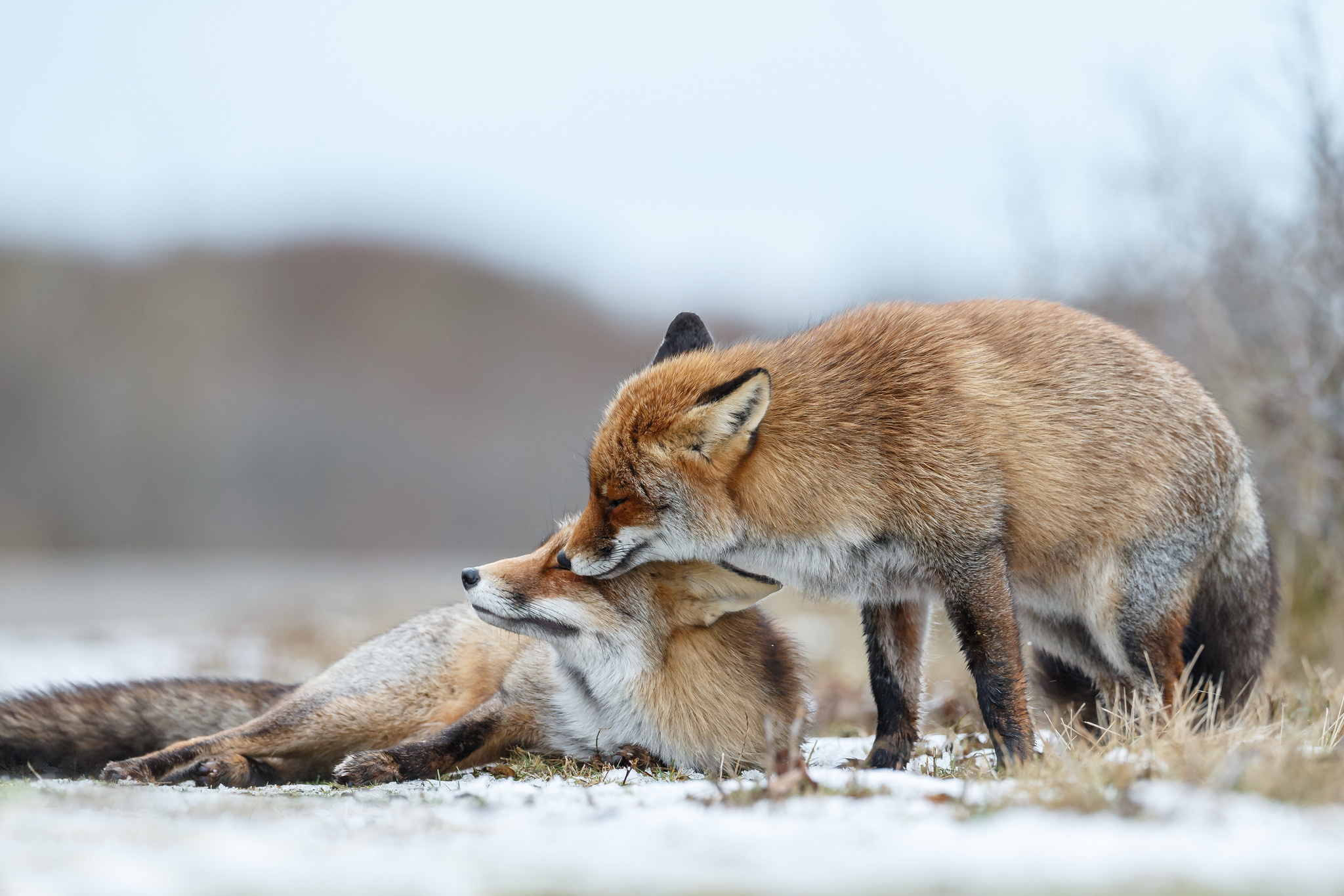 Comment construire une clôture pour empêcher les renards d’entrer dans votre jardin