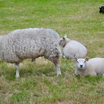 Guide d'achat d'électrificateur pour moutons