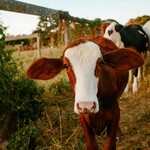 Quelle clôture électrique convient le mieux aux bovins ?