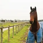 Guide d'achat des piquets pour chevaux